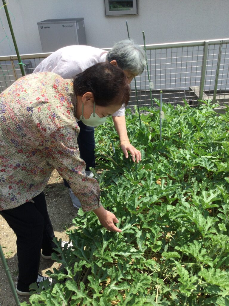 スイカ、大きくなって！