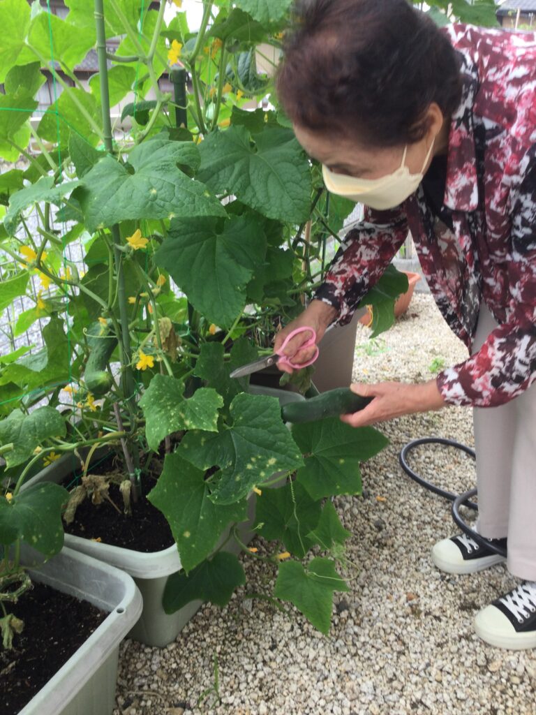 結い菜園　続々収穫中！
