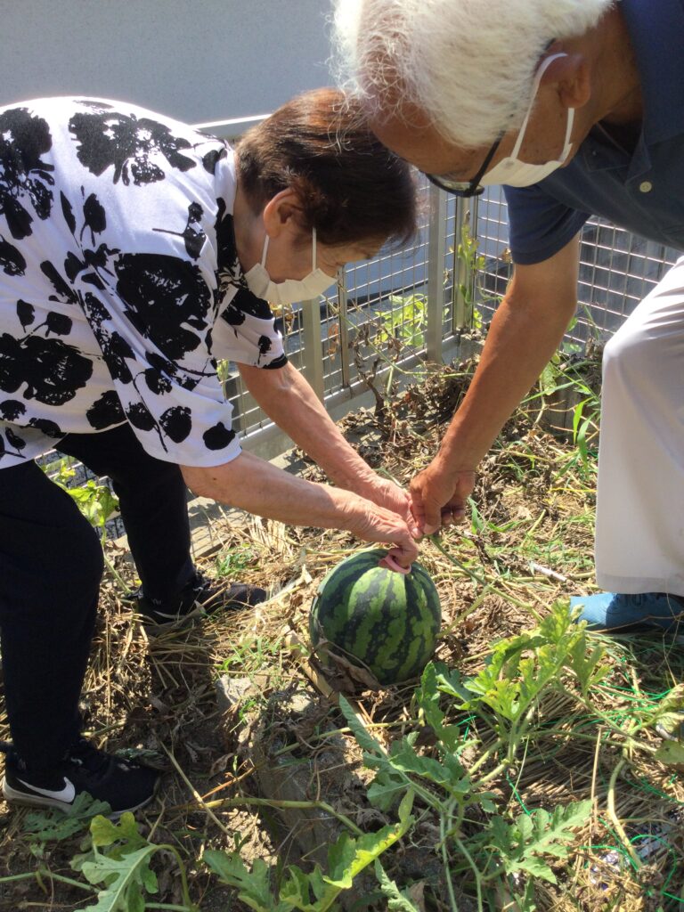 結い菜園　続！スイカ収穫🍉